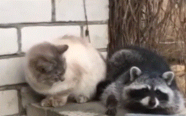 小浣熊伸爪想撩喵星人,却被猫咪一爪子打懵:你不要爱上我