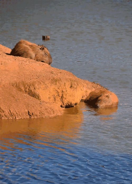 这些搞笑又魔性的大自然动图,能治愈你的心灵|科学美图
