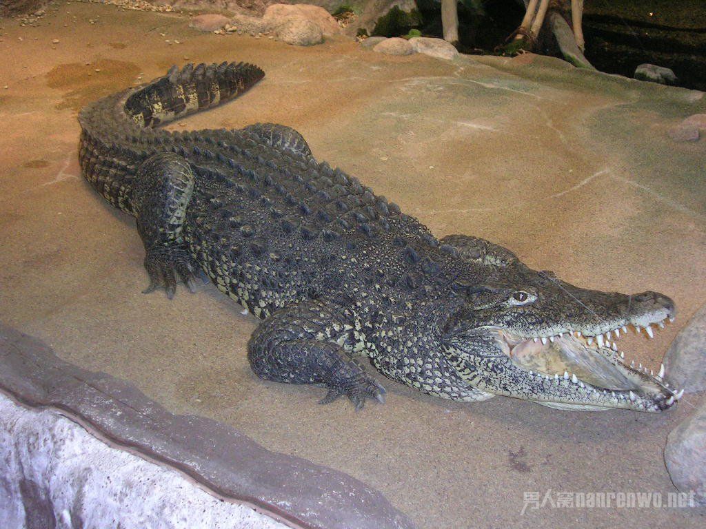 世界上最大的鳄鱼6.7米长 曾吃掉农夫咬伤女童