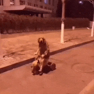 搞笑gif:一个人的棒球也可以很酷