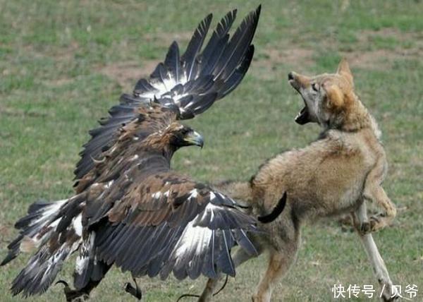 大雕捕杀饿狼,画面惨烈猎物最后死不瞑目!