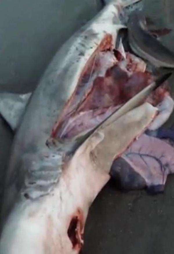 男子海边发现一死去的鲨鱼,用刀割开肚子吓了一跳