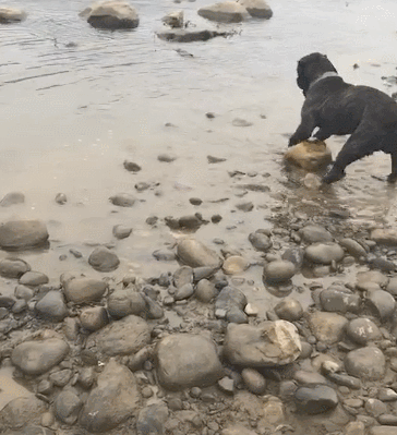 对于会游泳的狗狗来说根本不怕水,还兴奋的前跳后跳的,想着也没人