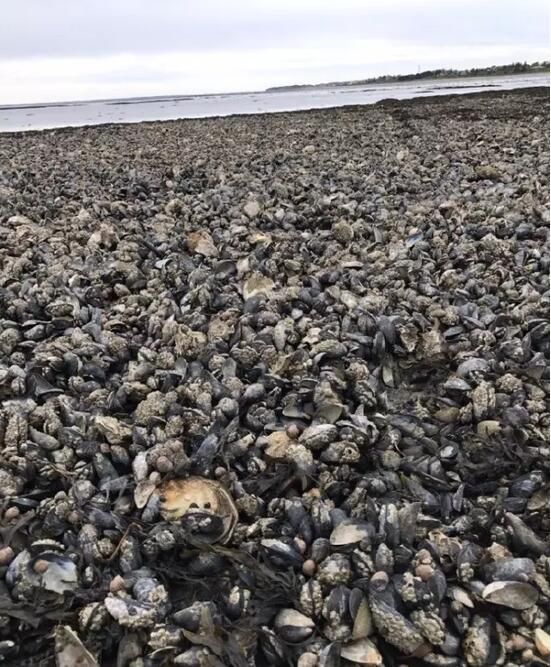 盘点各国物种入侵泛滥成灾的动物 网友称只差一个中国