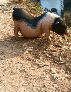 搞笑gif:吃货是不在乎肚子的