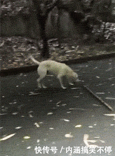 爆笑gif:油门一转菊花残,摩托一响满腚伤-北京时间