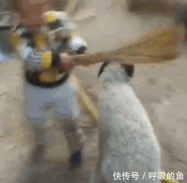 搞笑gif:好可爱的妹子,丈母娘你在哪里,我要提亲