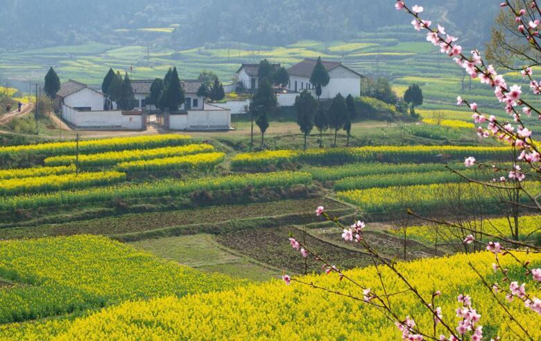 2017汉中油菜花最详细赏花攻略(附路线)汉中油菜花自驾线路