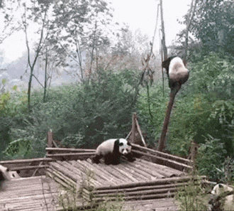 8,妈妈救我丫 9,这是我的地盘