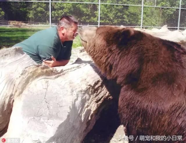美国大棕熊是个磨人小妖精 整日腻着饲养员求关注超粘人