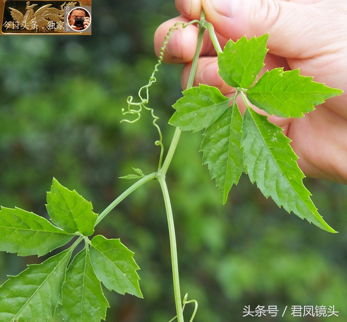 绞股蓝,葫芦科,绞股蓝属草质攀援植物;茎细弱,具分枝,具纵棱及槽