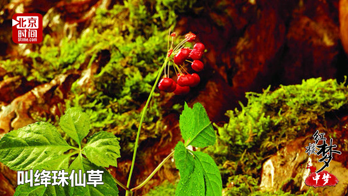 《石头记》第一回写了一个绛珠仙草与神瑛使者的神话故事.