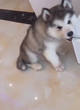 小狗狗找家具磨牙,主人:逗比二货这么小就上岗了!