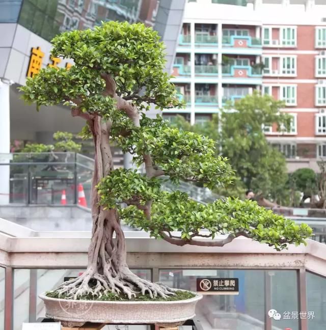 一组盆景精品欣赏 优美的飘枝和跌枝让人喜出望外