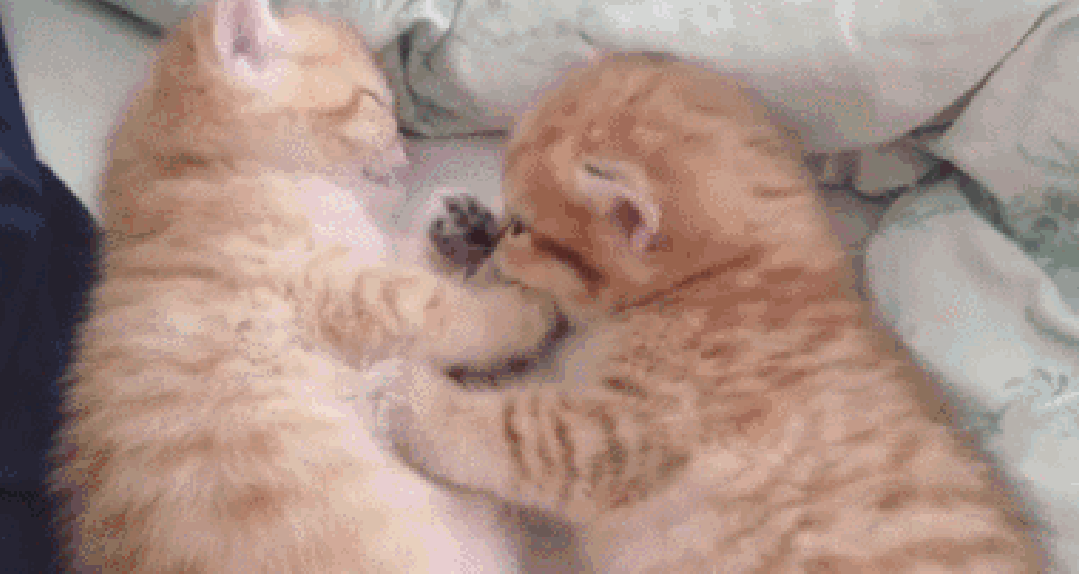 这只猫妈妈,生了两只从小就喜欢打架的小奶猫