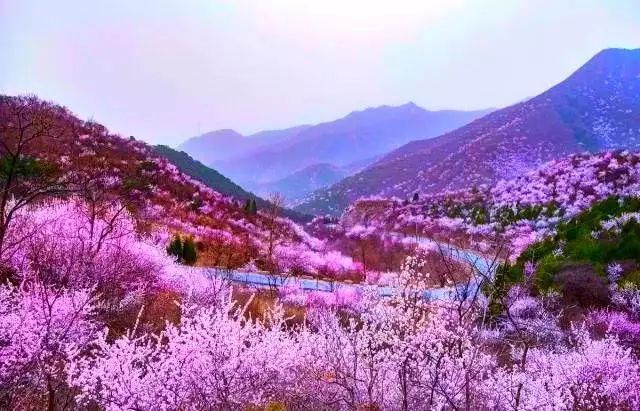 春风十里桃花路!京郊最美花海公路,美成仙境!