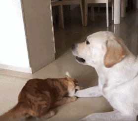 橘猫嘴贱惹怒狗狗,下一秒做出这个举动求原谅,网友瞬间笑喷