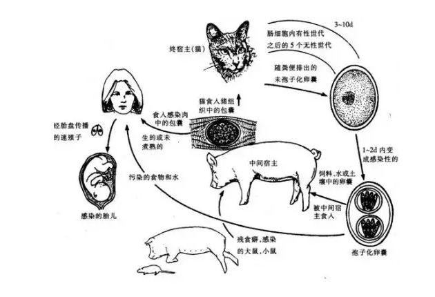 弓形虫是孕期宫内感染导致胚胎畸形的重要病原体之一.