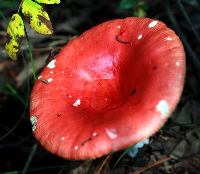 野生菌大量上市,教你如何识别有毒野生菌