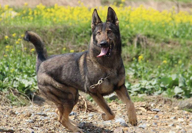 军犬之王:它比德牧还要出色,中国军队不可动摇的神话