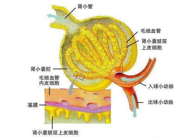 白蛋白)过滤到尿液中,但是当肾脏病发生时,有孔的内皮细胞,肾小球基底