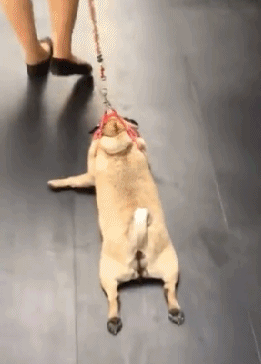 爆笑gif:老妹儿,你今儿是来搞笑的吗?