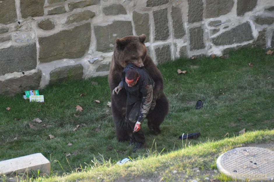 熊猫急了也咬人 盘点动物园伤人事件