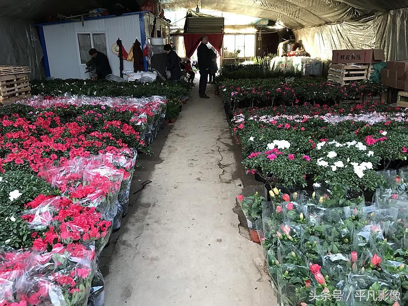 西安子午路边的花卉批发市场,做批发生意也向市民零售