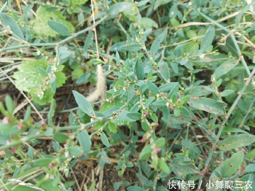 因为它们既能当野菜吃,又能当草药治病,不过也有不少野草也让农民朋友