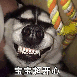 表情包|激情四射的狗子二哈,正冲你扭动狂舞!
