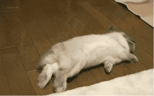 主人心情不好?兔兔也会逗主人笑.打个滚儿