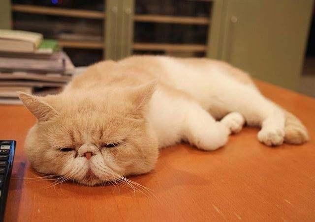 一只犯困的猫咪,感觉随时都能睡着,网友:周一早上的我