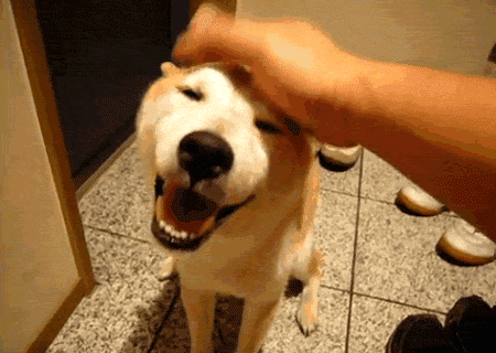 搞笑gif段子吃这么多,你还天天喊减肥?