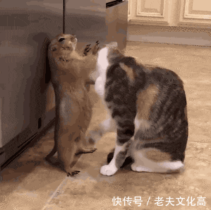 不敢动不敢动