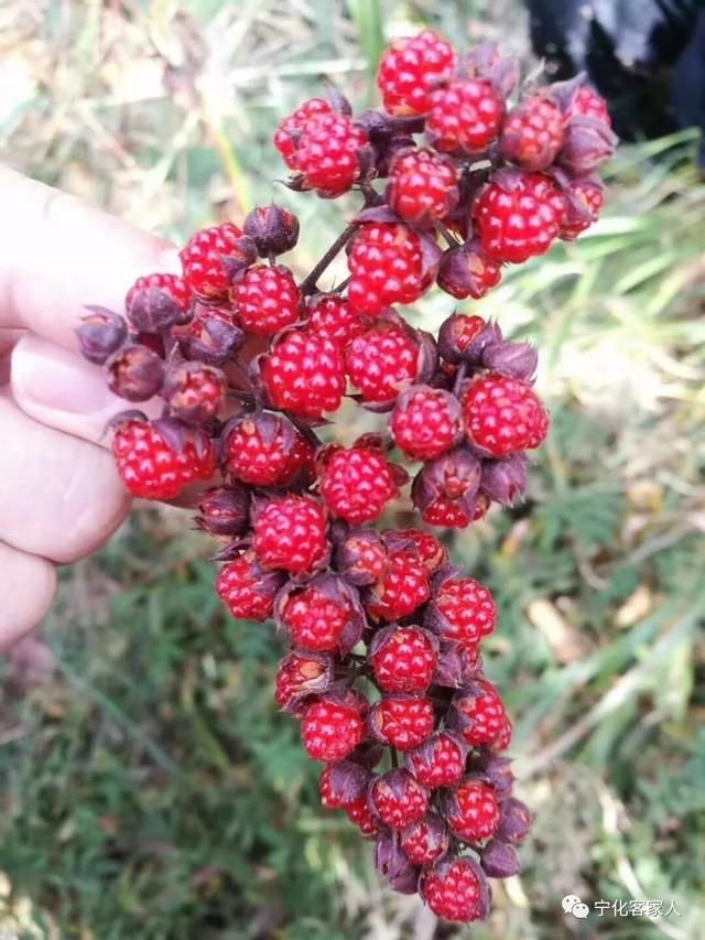 糯饭飘里(茅梅)