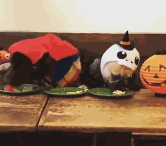 吃货的本能!拉布拉多犬抢蛋糕秒杀斗牛犬-北京时间