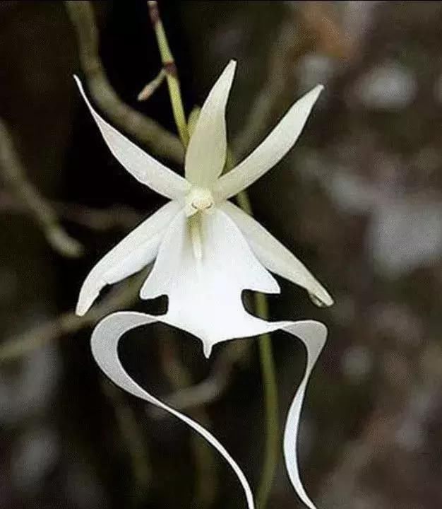 幽灵兰花