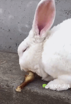 你是一只兔子,你怎么吃起鸡腿来了