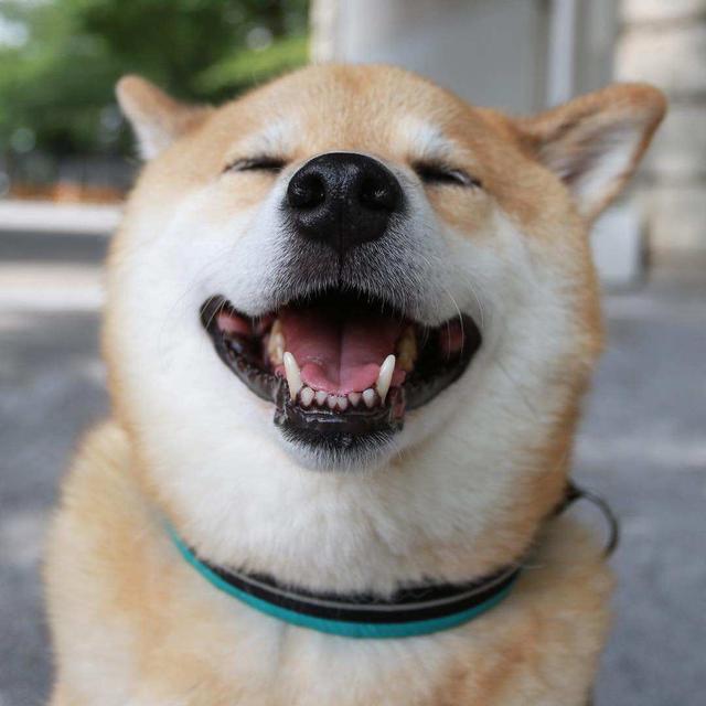 一起来看看你家狗子的尴尬期都在什么时候吧