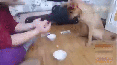 狗狗跟主人玩赌球,输急眼了耍赖抱着钱不放,萌翻了