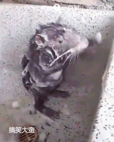 搞笑gif:这是我见过最漂亮的妹子,最高大上的苞米皮