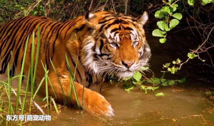 老虎: 一个进化到毛发的杀手, 老虎种类你认识几个?