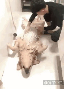 爆笑gif图:女友结婚了,新郎不是我,我不活了!