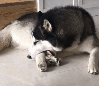 这样的二哈当然不会只有一只 像下面这只 遇到了一只陌生狗 一紧张就