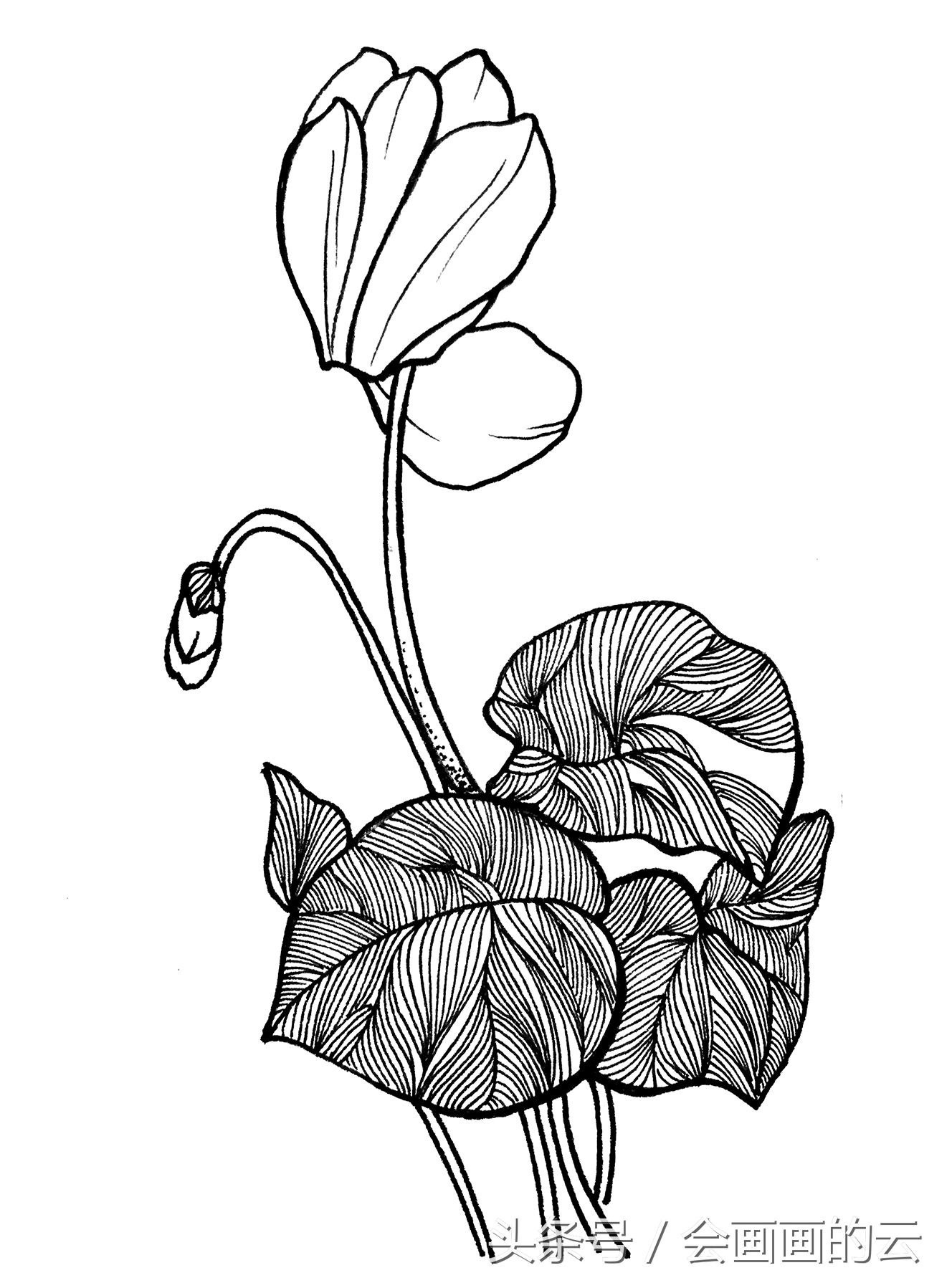 简笔画入门植物线描手绘图,一起画起来吧!