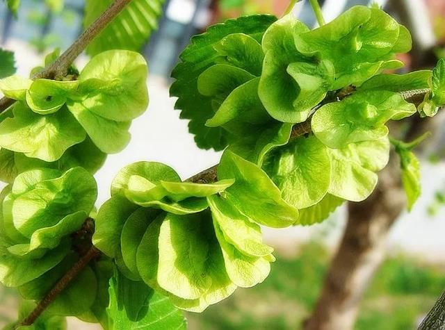 新疆人,野菜正当时,快把这份营养秘籍收入囊中!