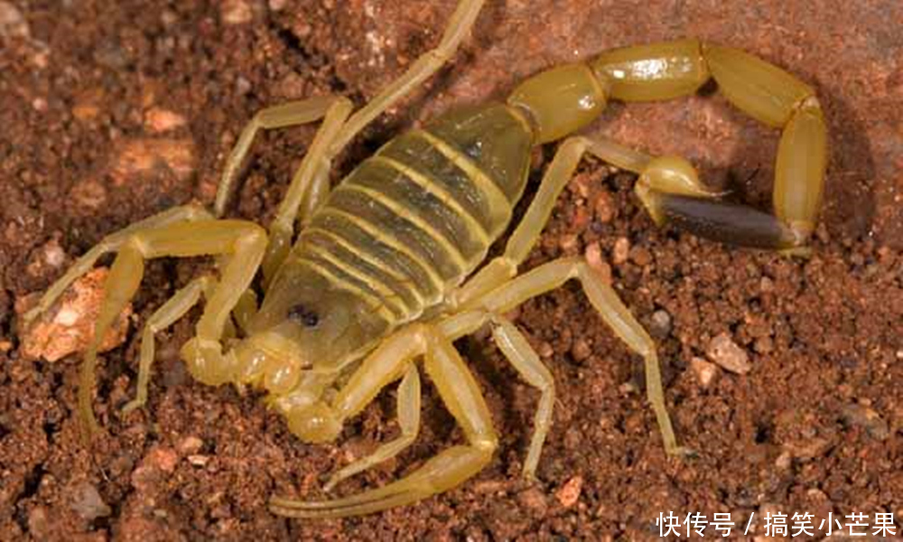巴勒斯坦毒蝎,世界上最毒的蝎子,被它蛰一下,会让你极度疼痛,抽搐