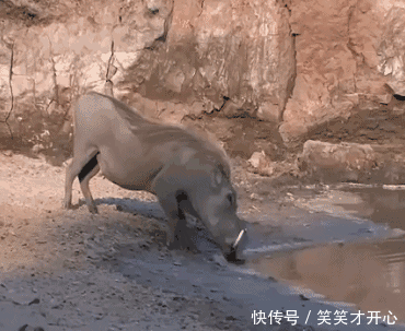 搞笑段子gif:姑娘,你说你这是何苦呢?