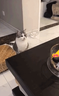 搞笑gif.高铁上还能这样喝茶,真是精致人生啊