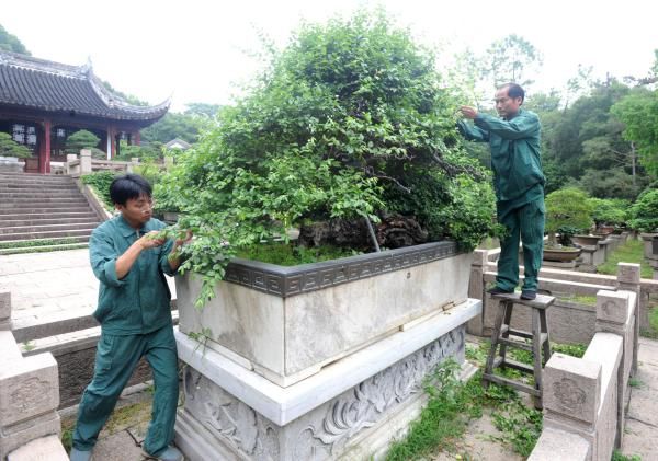 5月22日,园艺师在修剪树龄上百岁的"雀梅王"老桩盆景.